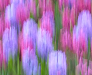Beth Altman
