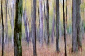West Virginia Forest by Beth Altman