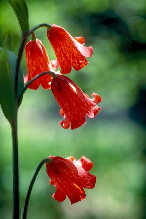 Scarlet Fritillary 2026 by James Wilson
