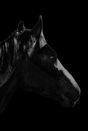 Laura Berard — portfolio