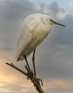 Watchful Wings by Laura Berard (2024)