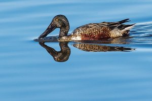 Serenity on the Surface by Laura Berard (2024)