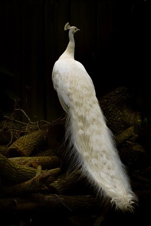 White Beauty by Jeanne Garrett (2026)