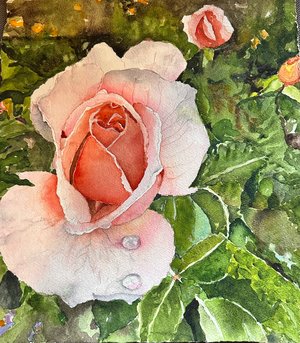 Filoli roseMG_0696 by adrienne rogers (2023)