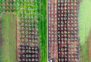 Olive Orchards by Mark Aizenberg