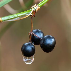 The Last Drop by Lois Underwood