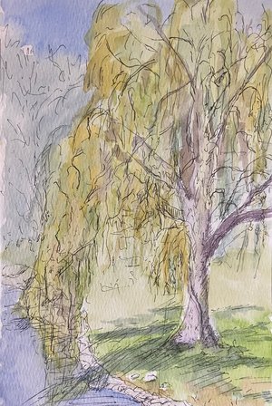 A Connecticut Willow 10x13 2025 by Clarice Shirvell (2025)