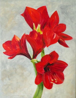 Amaryllis Blooms by Merrilee Main (2024)