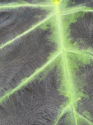 Nature’s Pathways by Tina Link (2024)