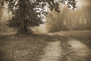 Foster Road, #8 by Stephen Wilson (2025)