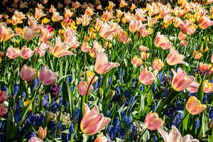 Dancing Tulips by Louise Magno (2026)