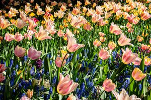 Dancing Tulips by Louise Magno (2026)