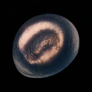 Ab-Solutes: Lake Ontario (Erythrocytis 21) by Chris Myhr (2025)
