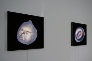 Ab-Solutes: Lake Ontario (Installation Documentation) by Chris Myhr