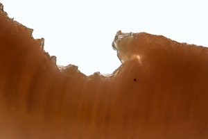 Alluvium: Strata (Untitled #3) by Chris Myhr (2026)