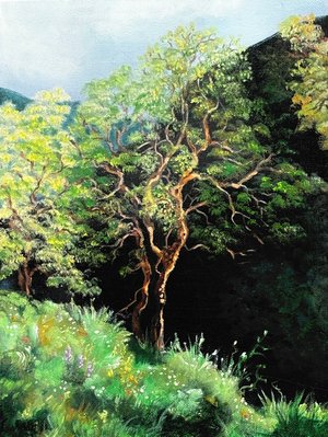 Annadel Spring by Cynthia Brodie