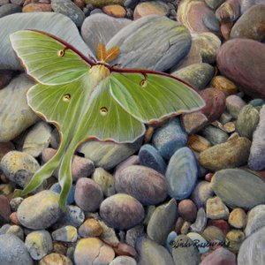 Awaiting Nightfall by Linda Rossin