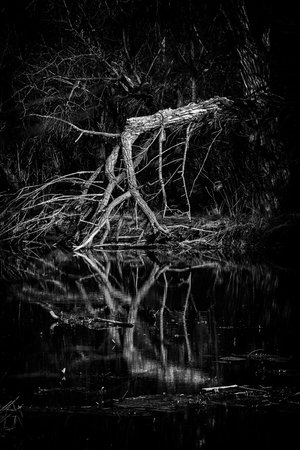 Fallen Tree by Rick Decorie (2024)