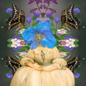 Himalayan Blue Poppy Head by Valerie Timmons (2024)