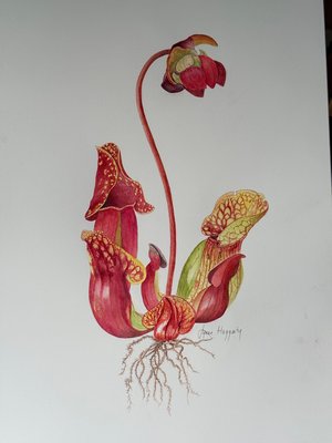 Sarcennia purpurea  by Lynne Haggerty (2025)