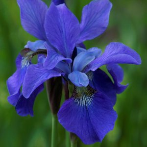 Blue Iris by Jean Cummiskey (2026)