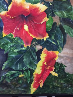 Red Hibiscus by jean brady (2022)