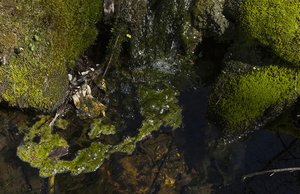 Tom Ouellette_Secrets in the Stream by Tom Ouellette
