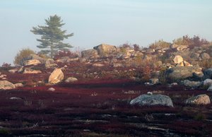 Tom Ouellette_One Morning in Maine by Tom Ouellette