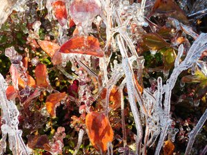 Pegi Shea_Novemer Sunrise, Iced Cranberry Bog by Pegi Deitz Shea
