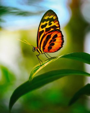 Linda Ouellette — portfolio