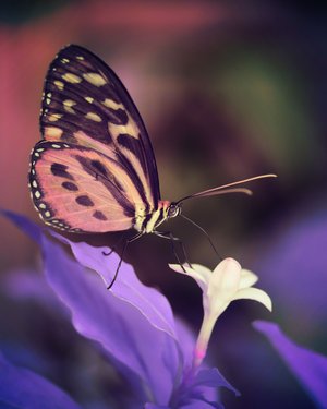 Linda_Ouellette_Infrared-Butterfly by Linda Ouellette