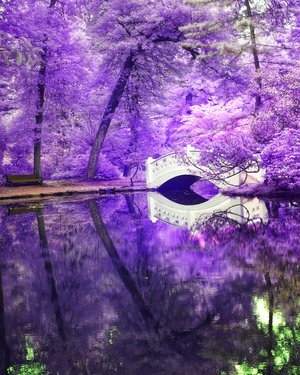 Linda_Ouellette_The-Enchanted-Forest by Linda Ouellette