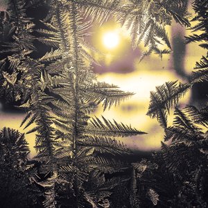 Linda_Ouellette_Forest-of-Frost by Linda Ouellette