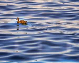 Linda_Ouellette_Solitude by Linda Ouellette