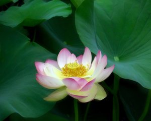 Splendor In the Rhode Island Lotus Pond by Christine Acebo