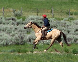 Morning Workout in Wyoming by Christine Acebo