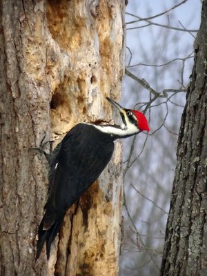 Out My Kitchen Window by Christine Acebo