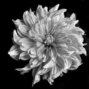 Flirty Dahlia  by Pat Ashley