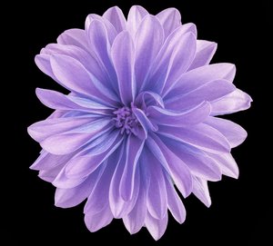 Lavender Lady by Pat Ashley