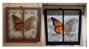 Monarch Migration through Milkweeds (2 angles against wall and against window) by Sandy Thapsem