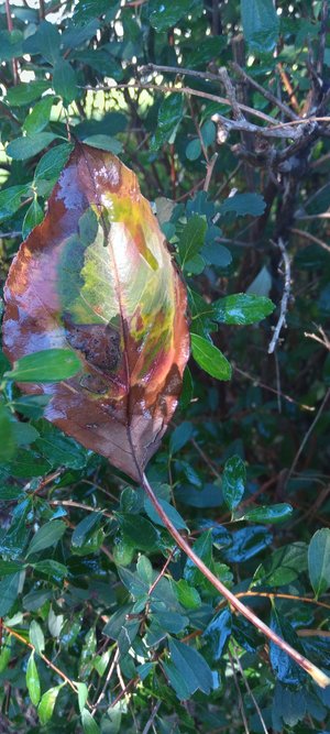 Autumn Leaf by Ellen Fisher