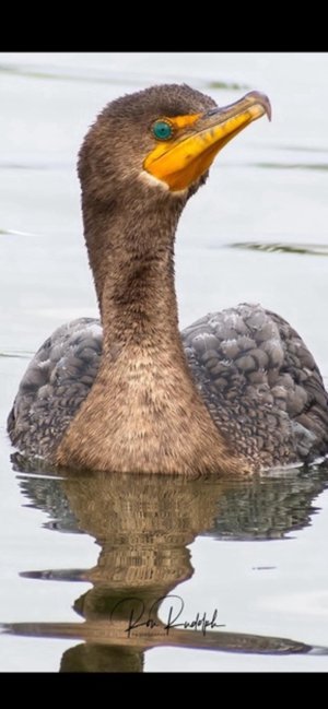 Double Breasted Cormorant  by Ron Rudolph (2024)