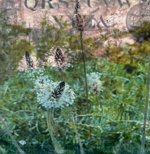 Growing Wild by Kelly Taylor