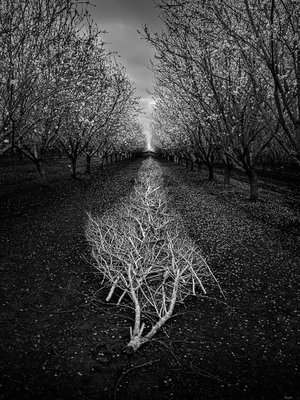 Silently the Tears Fell by David Nasater (2026)