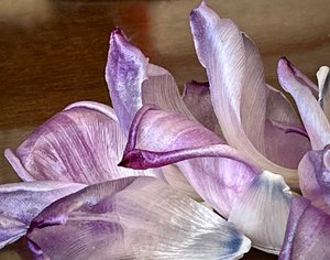 tulip petals by vera resnik