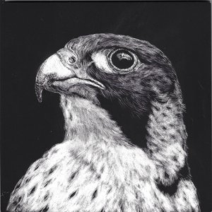 Peregrine Falcon by Carrie Howard