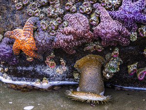 Anemone Attack by Carol Marshall (2026)