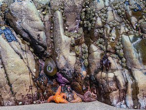 ancientmessage by Carol Marshall