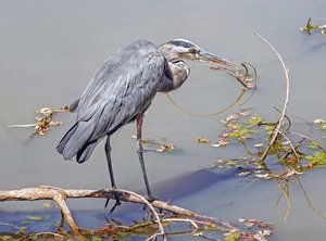 Great Blue Heron by Carolyn McLeod (2025)