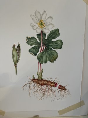 IMG_9802 Bloodroot Sanguinaria canadensis  by Joan Frain